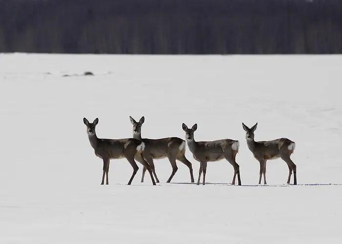 Manor فندق Haeska